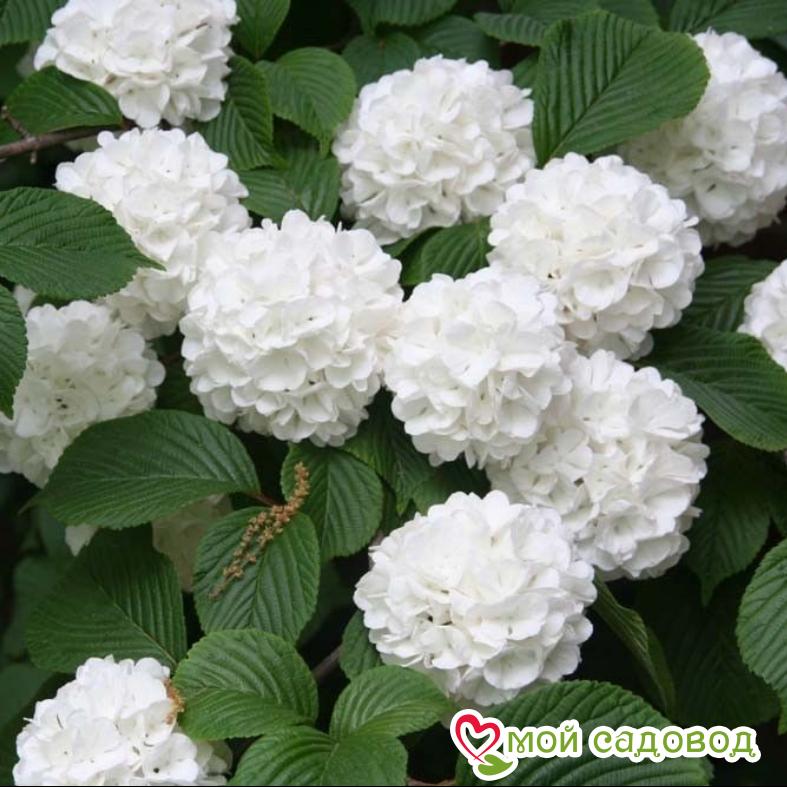 Гортензия макрофила Сноуболл (Snowball)