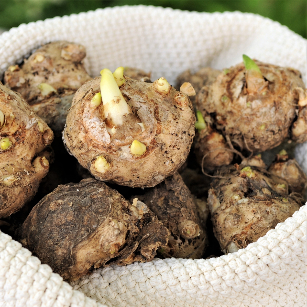 Калла Саншайн