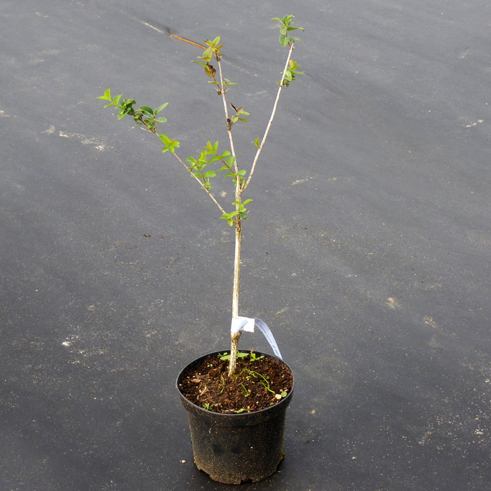 Жимолость Голубое Веретено