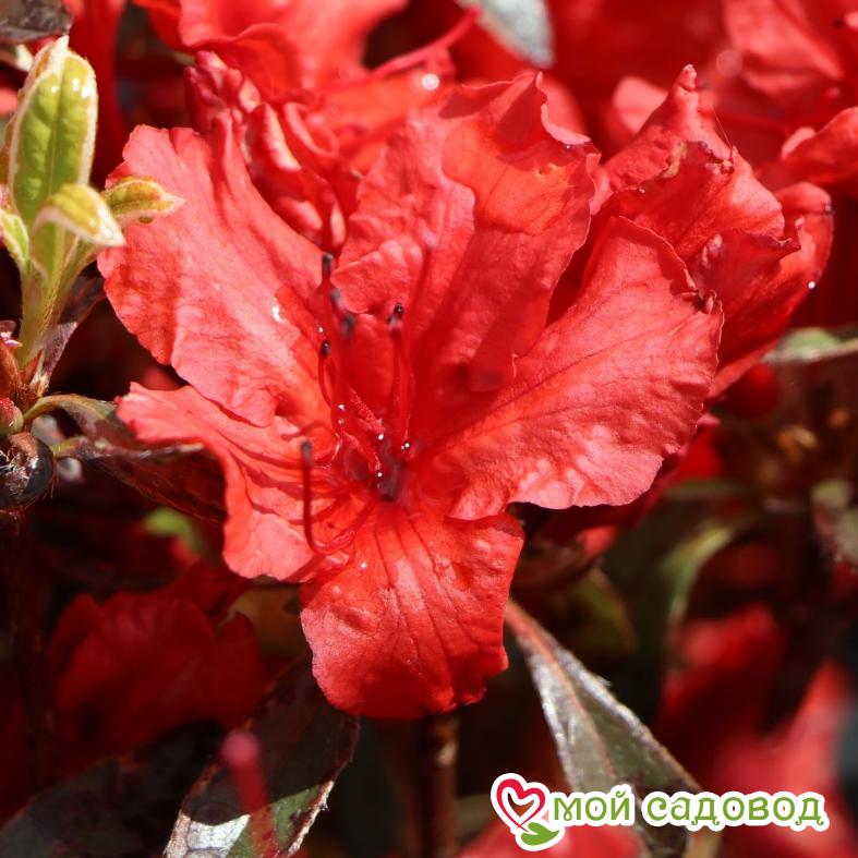 Азалия/РОДОДЕНДРОН РЕД ДЖЕК